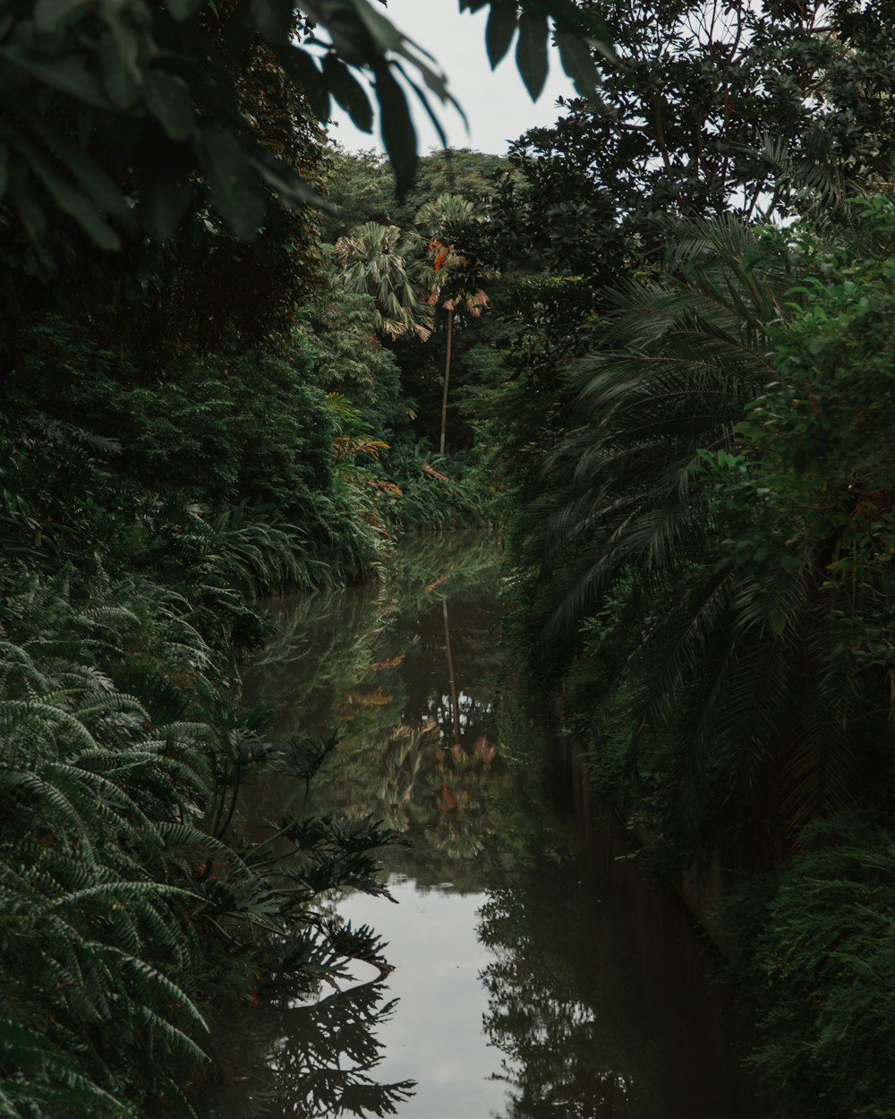 Árboles verdes junto al río durante el día