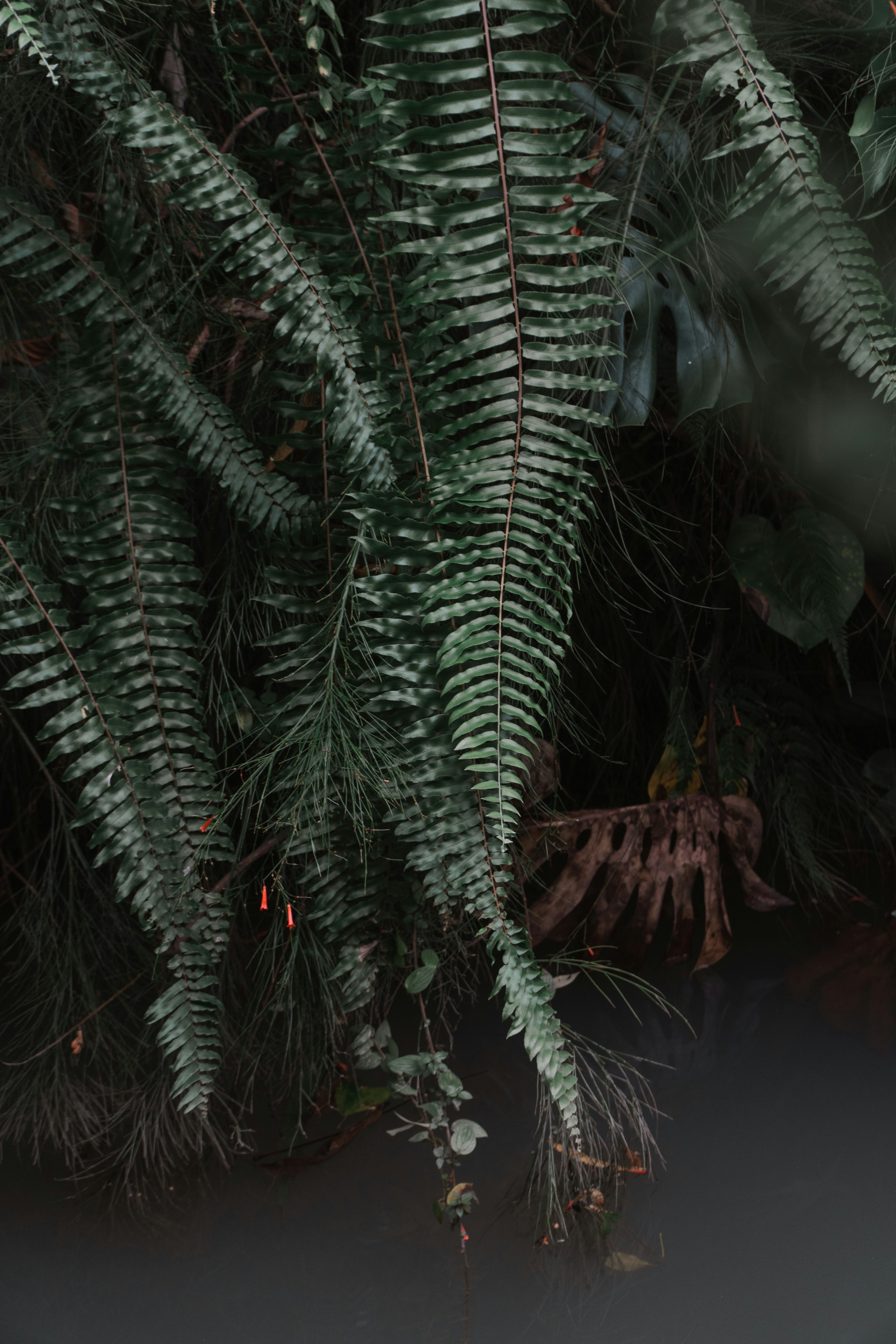 green fern plant during night time