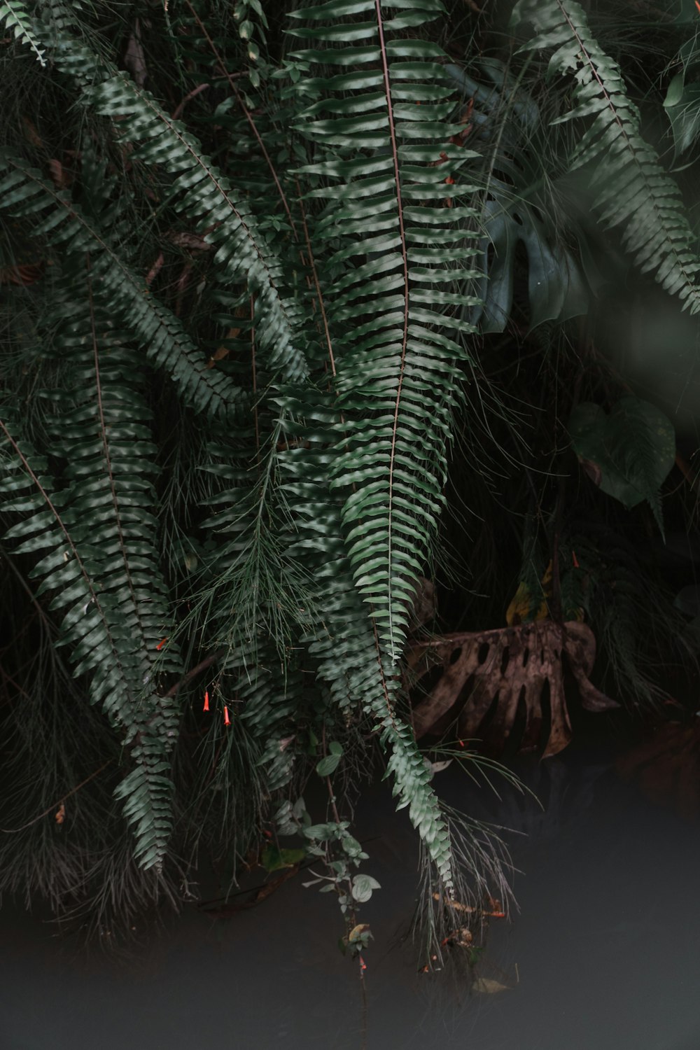 green fern plant during night time