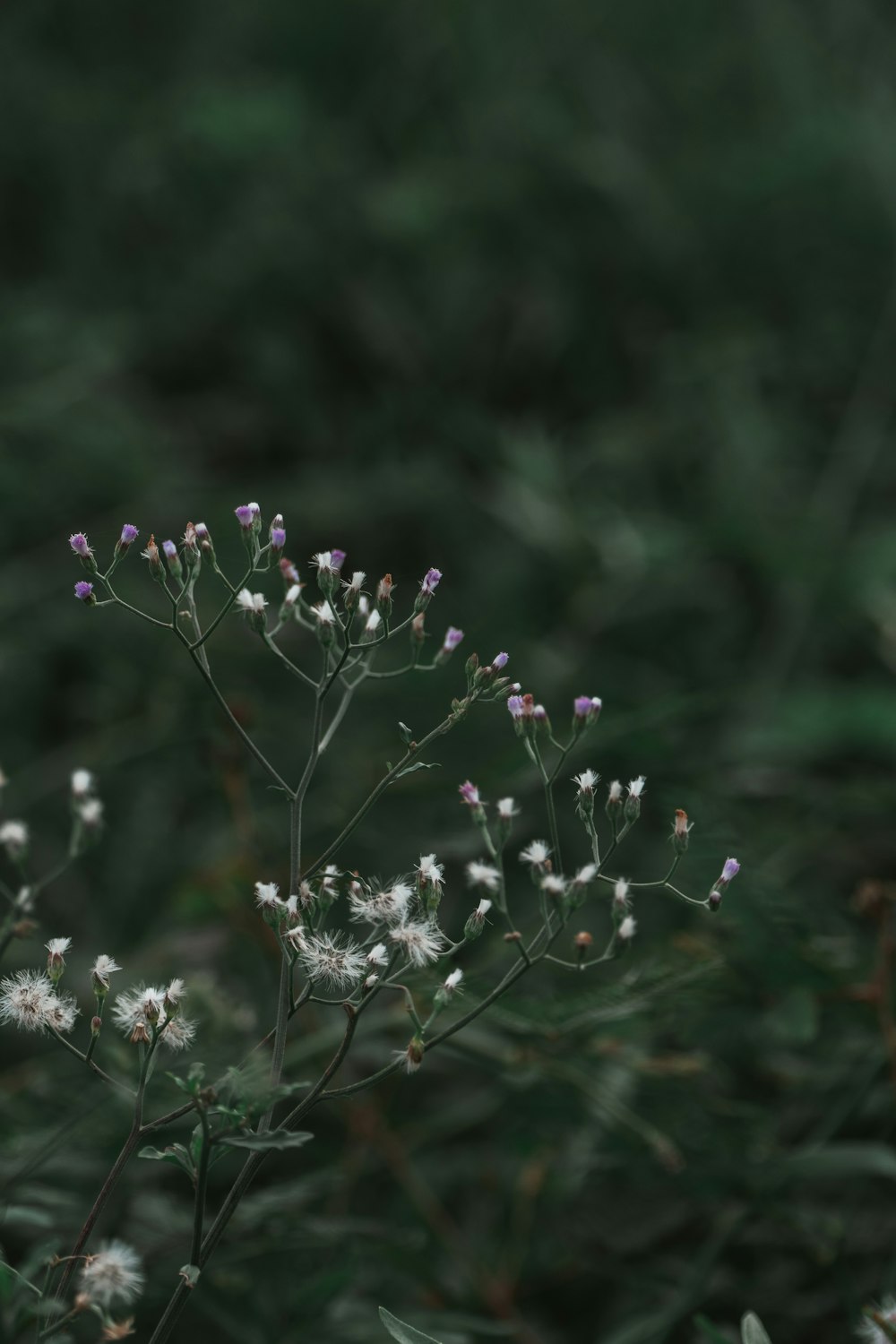 white and purple flower in tilt shift lens