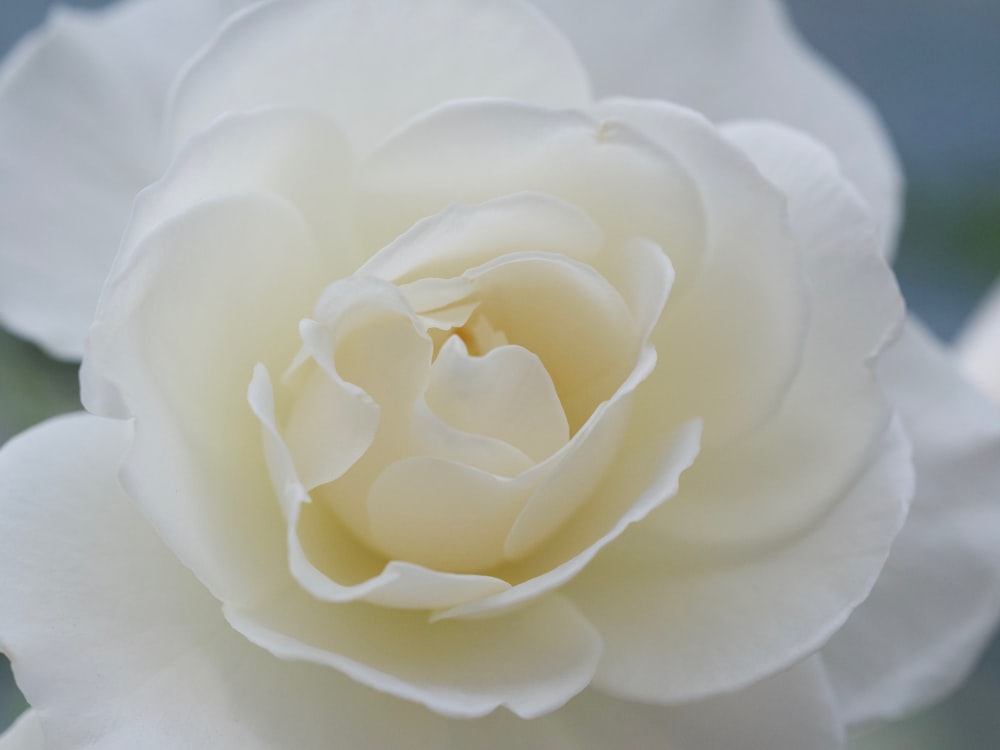 white rose in close up photography