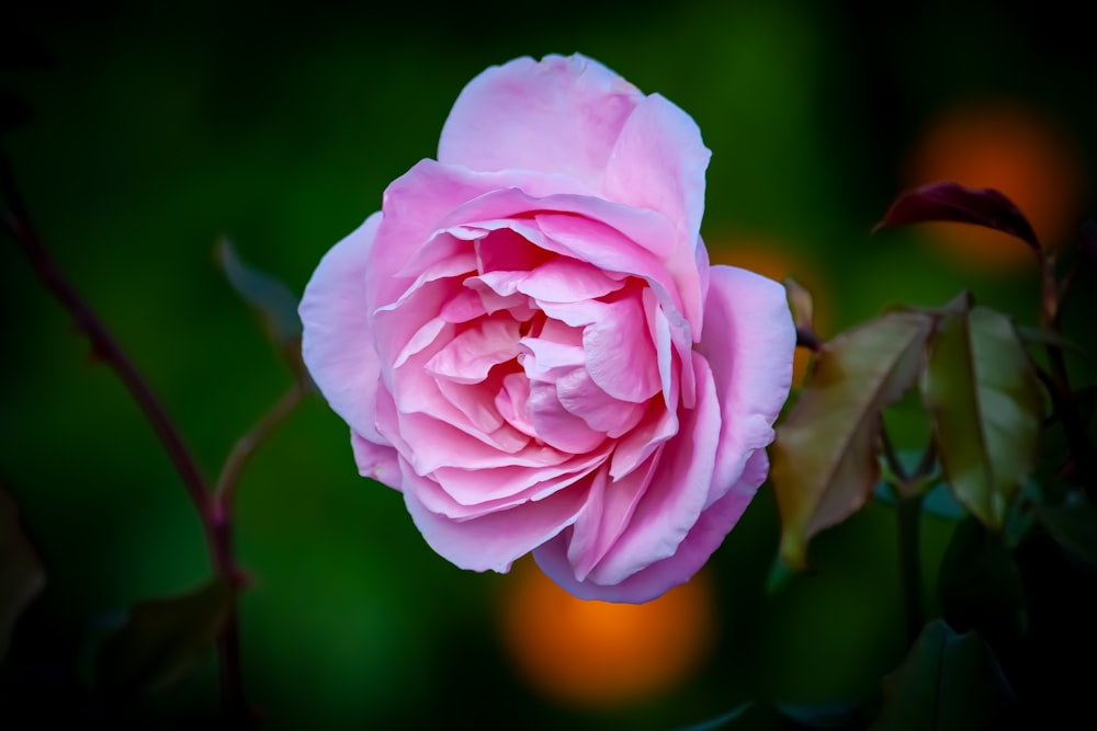 pink rose in bloom during daytime