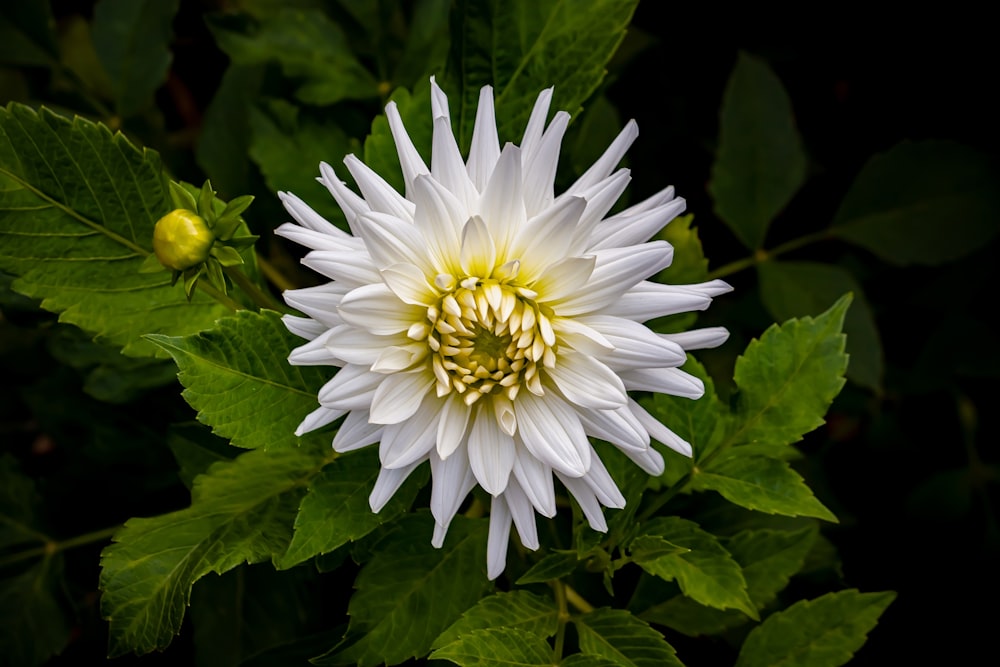 Flor blanca y amarilla en fotografía de primer plano