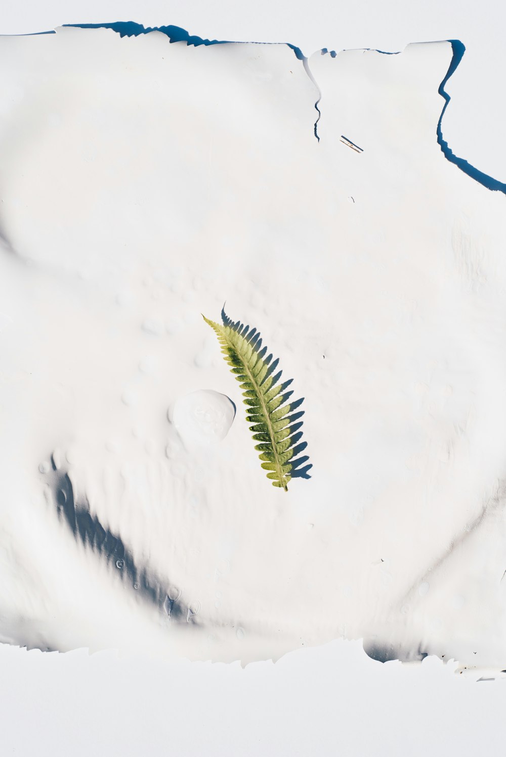 green and blue caterpillar on white snow