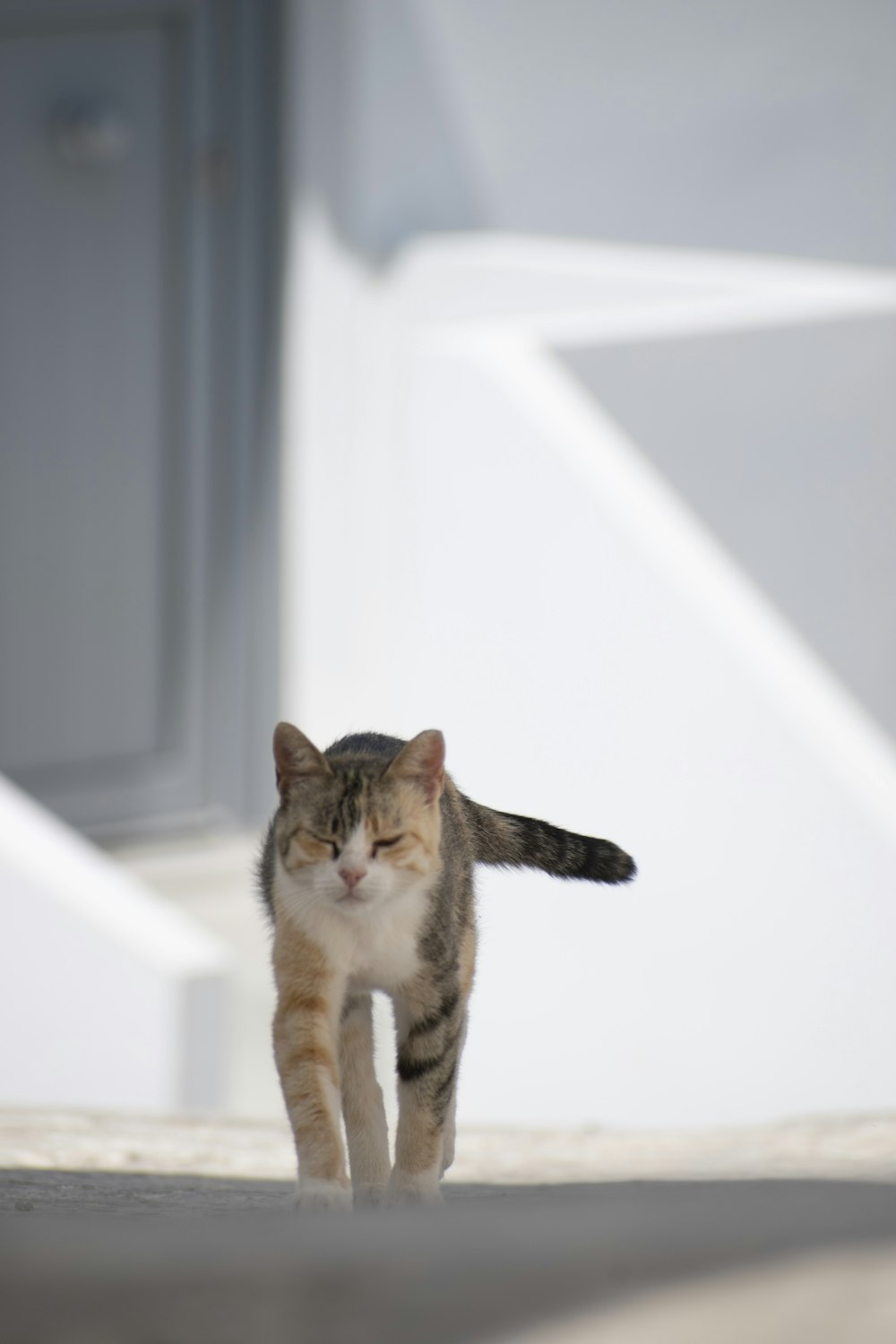 brown tabby cat on white bathtub