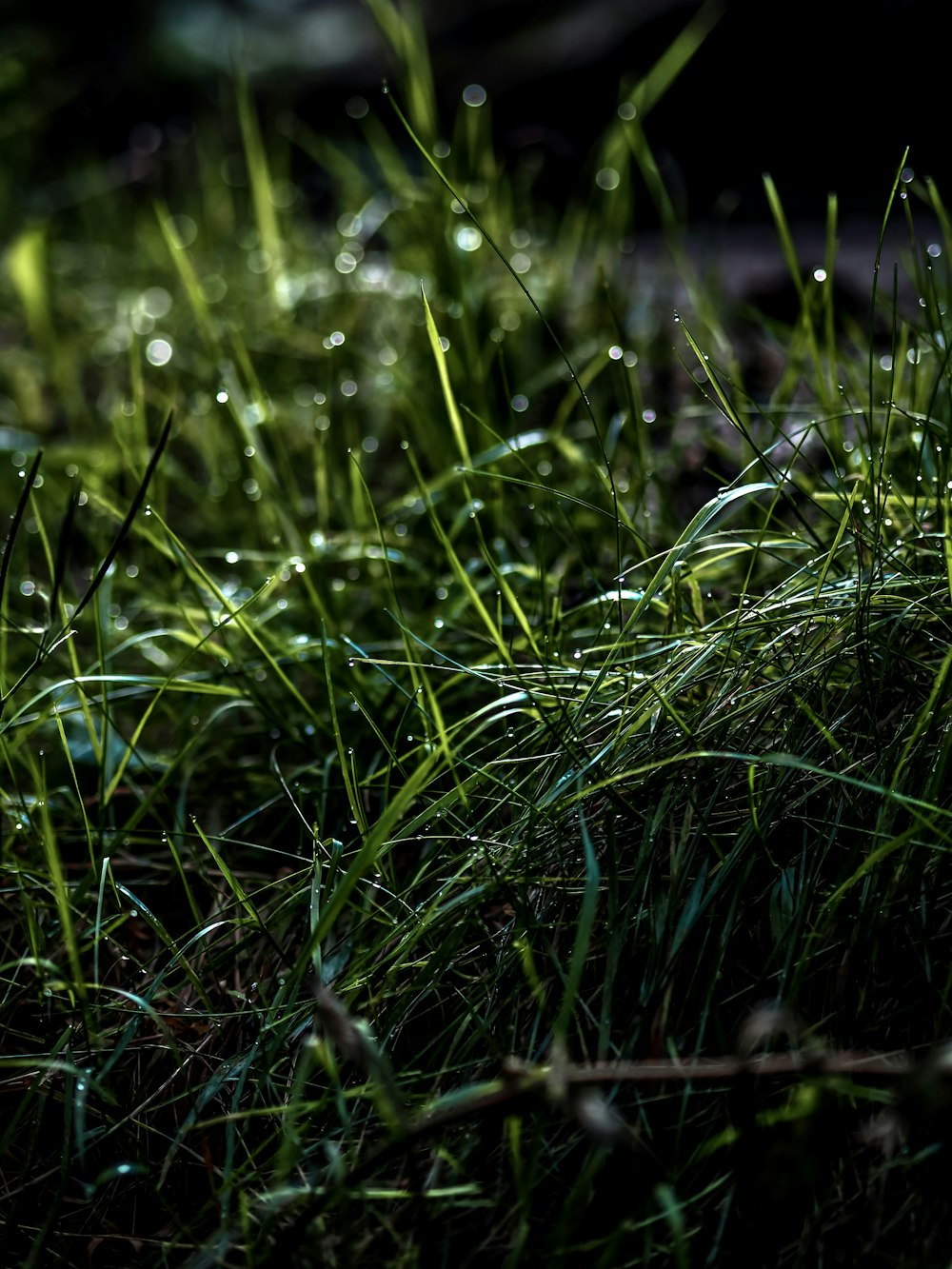 green grass with water droplets