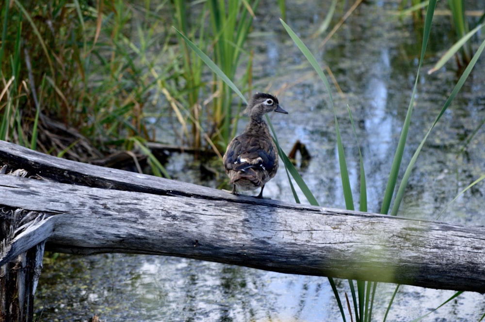 brown bird on brown wooden stick during daytime