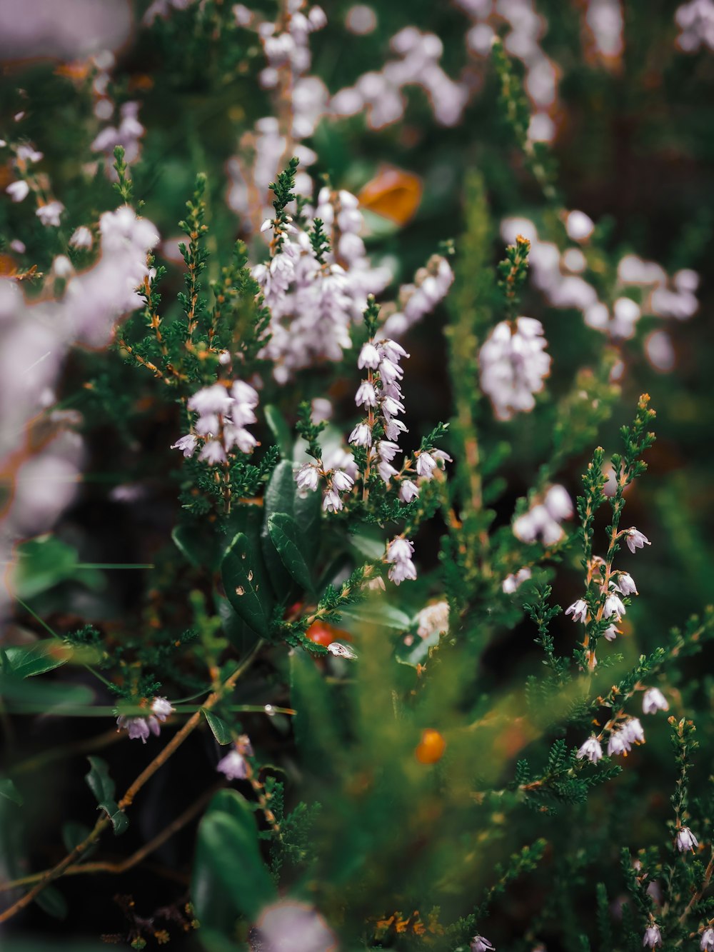 white and yellow flowers in tilt shift lens