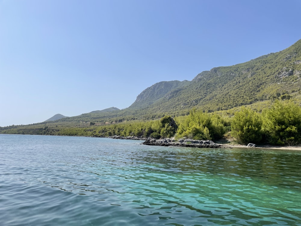 green trees near body of water during daytime