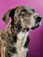 A close-up of a large dog with a brindle coat, featuring a mix of brown and black fur. The dog's eyes are expressive and it is looking to the side. Its background is a solid magenta color, creating a contrast with its fur.