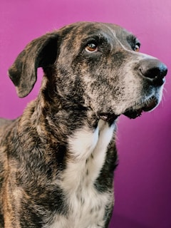 A close-up of a large dog with a brindle coat, featuring a mix of brown and black fur. The dog's eyes are expressive and it is looking to the side. Its background is a solid magenta color, creating a contrast with its fur.