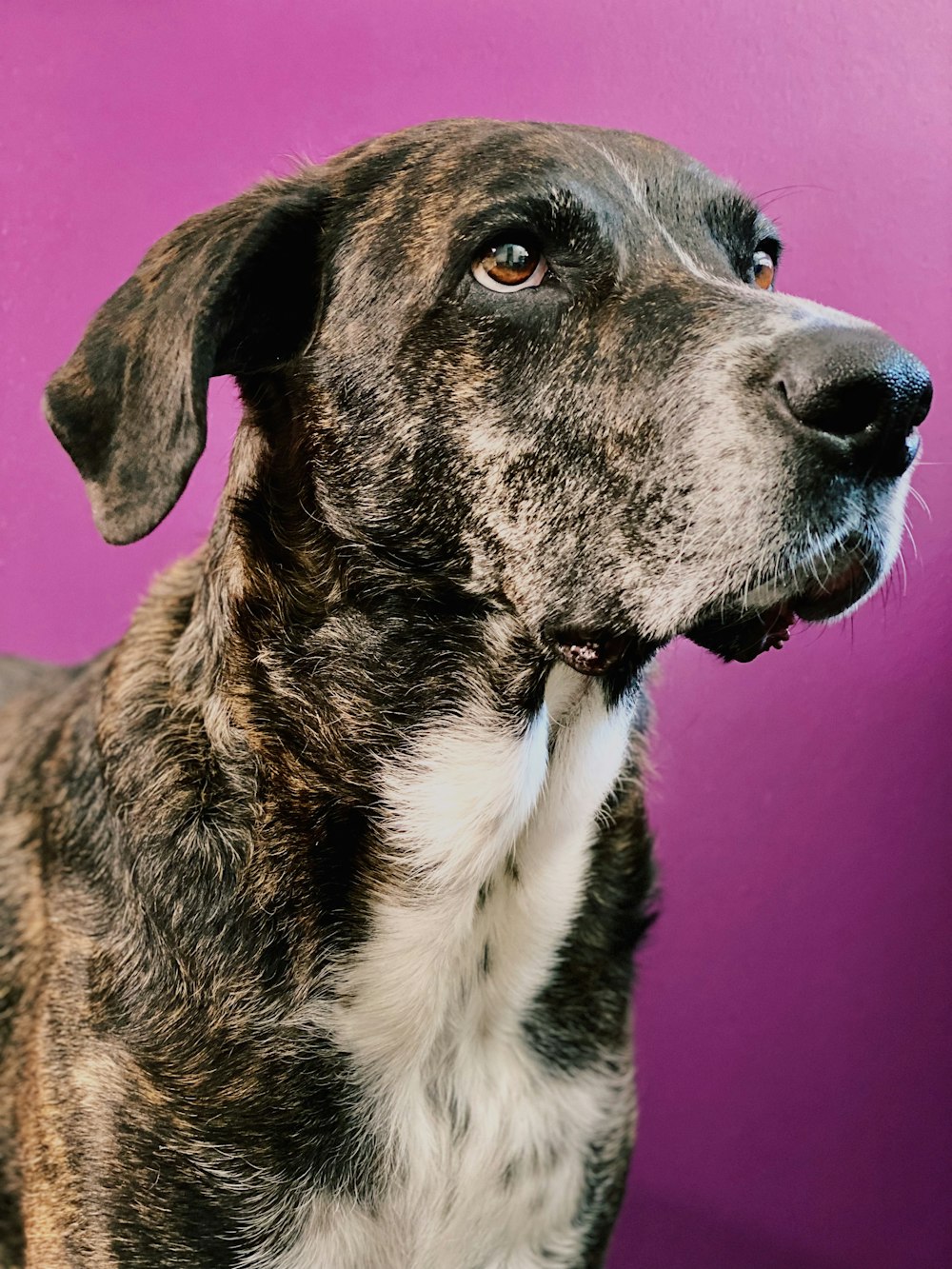 black and white short coated dog