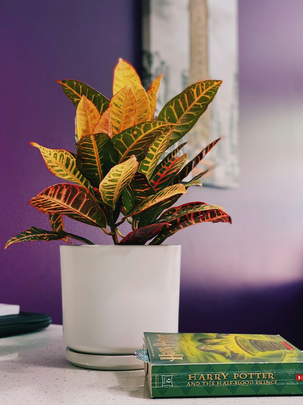 green and yellow plant on white ceramic pot