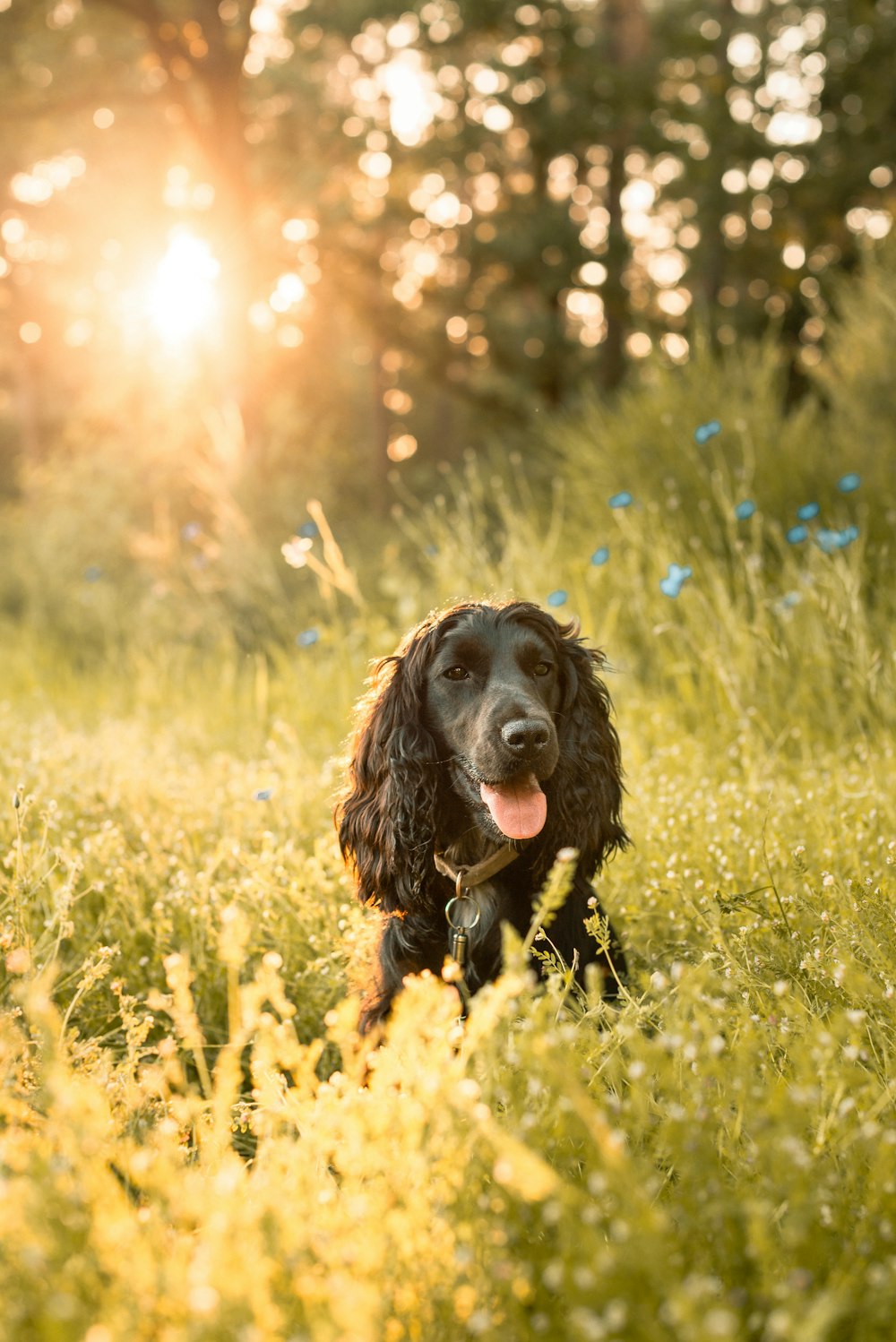 black and brown short coated dog sitting on yellow flower field during daytime