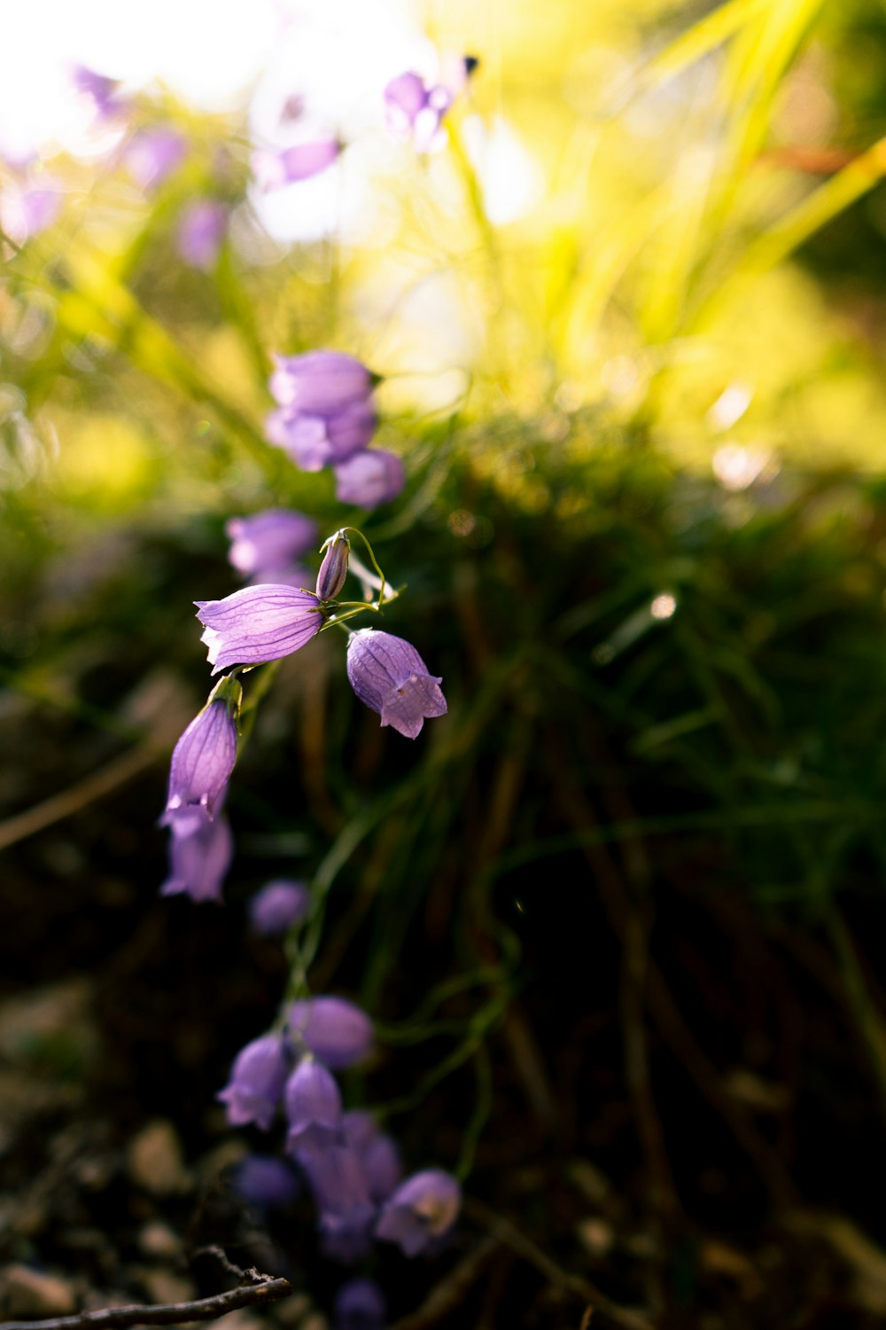 purple flower in tilt shift lens