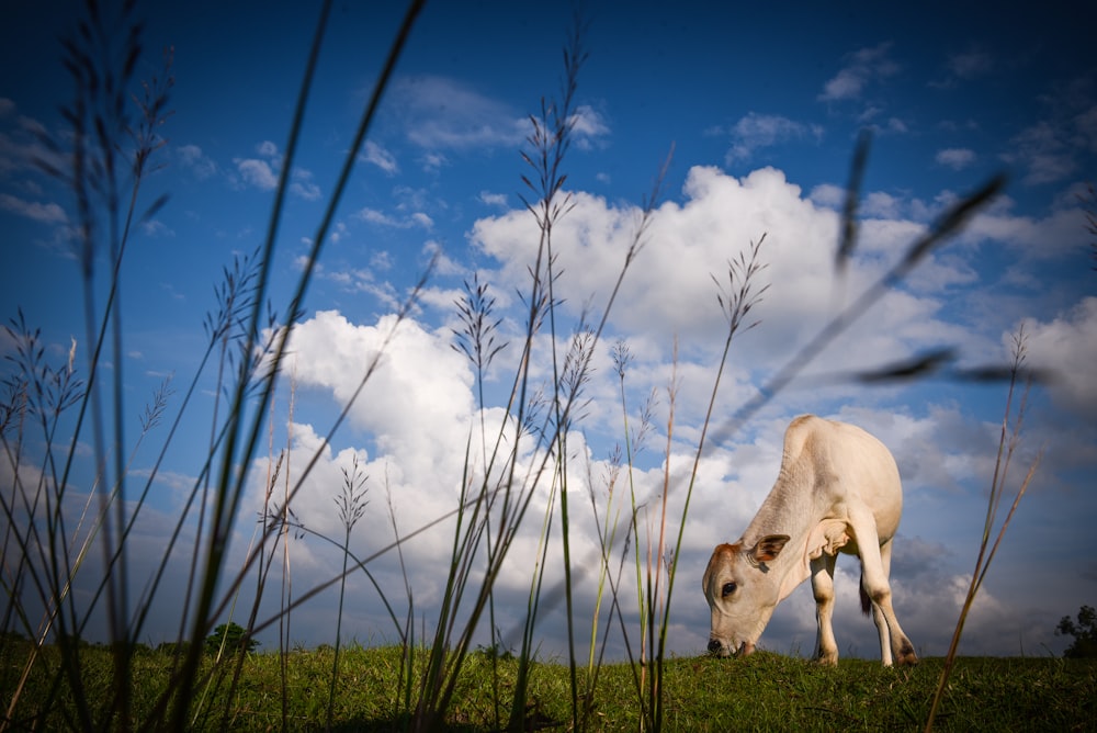 white horse on green grass field under blue sky during daytime
