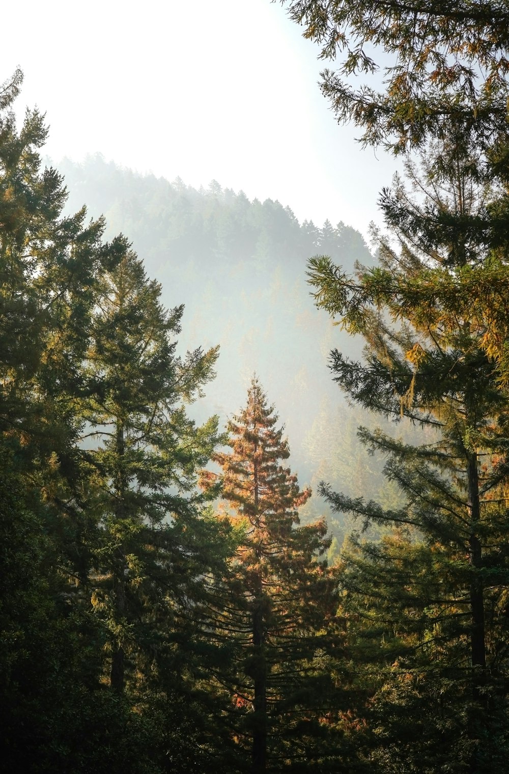 green pine trees under white sky during daytime