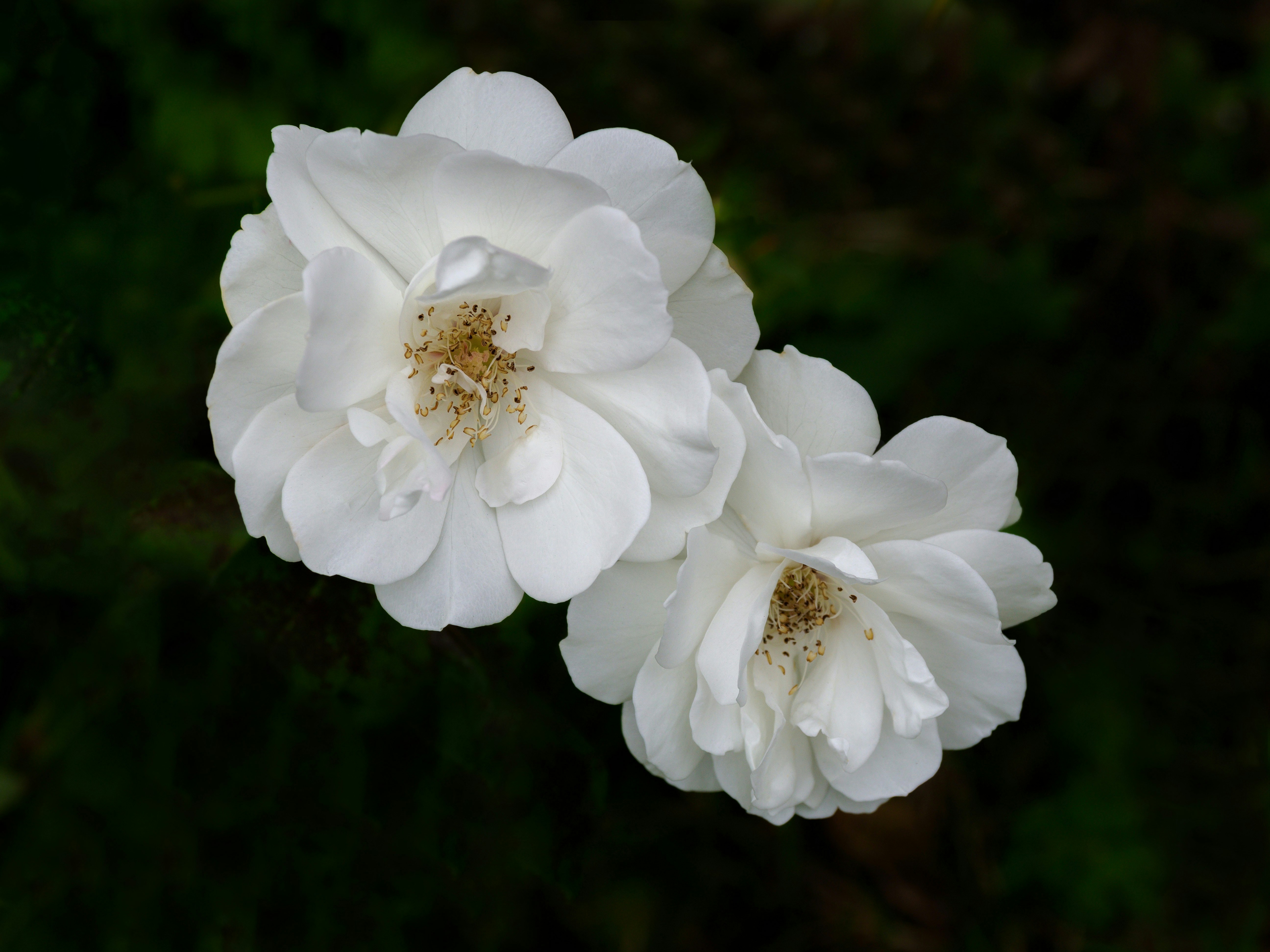 Photo by brett_jordan