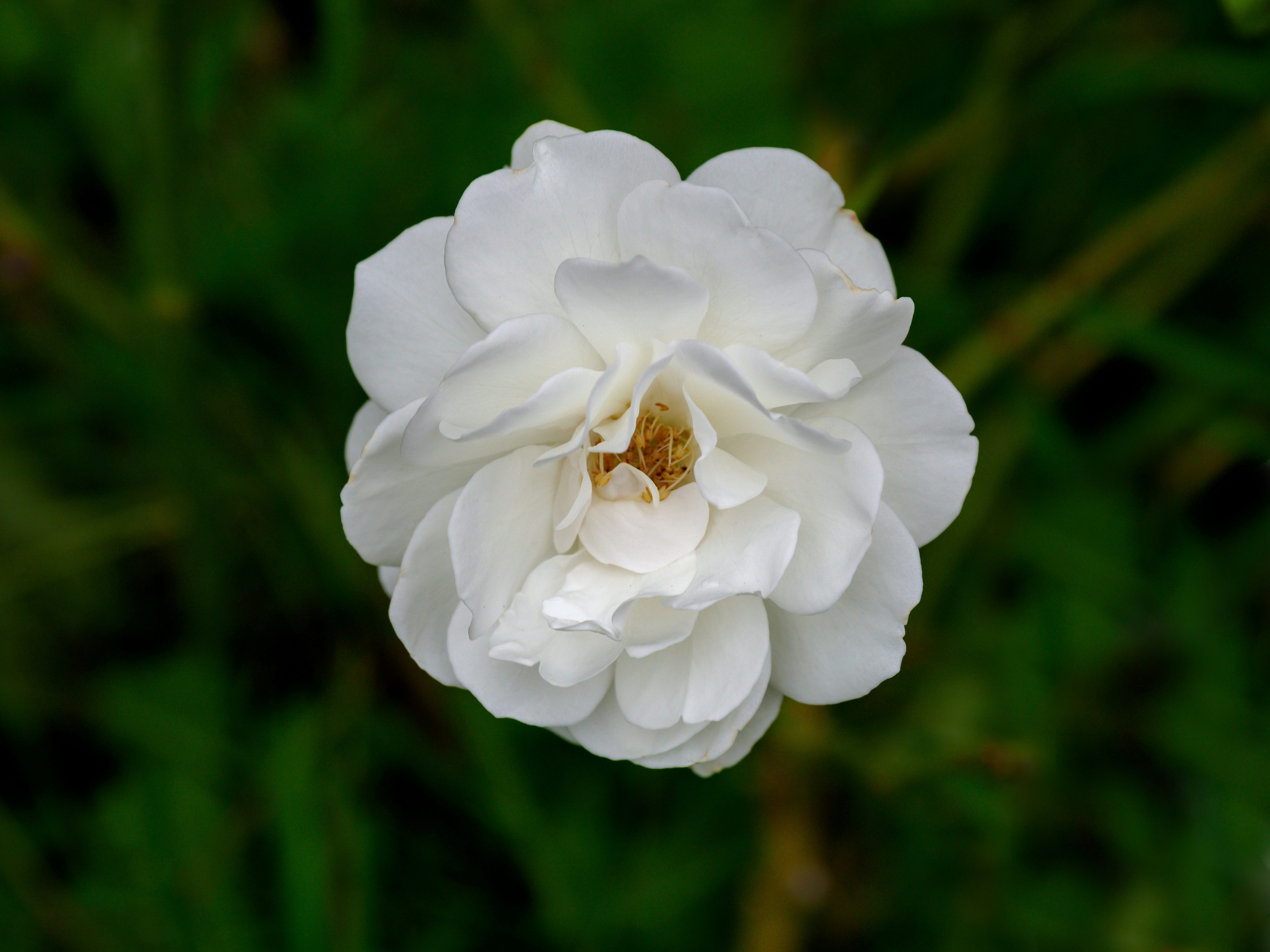 Photo by brett_jordan