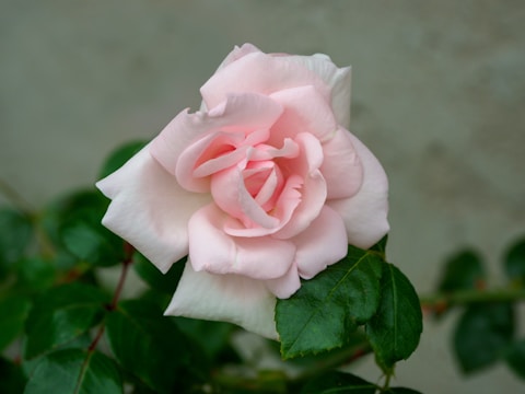 Screenshot of a delicate pink and rose gold website homepage with smooth navigation.