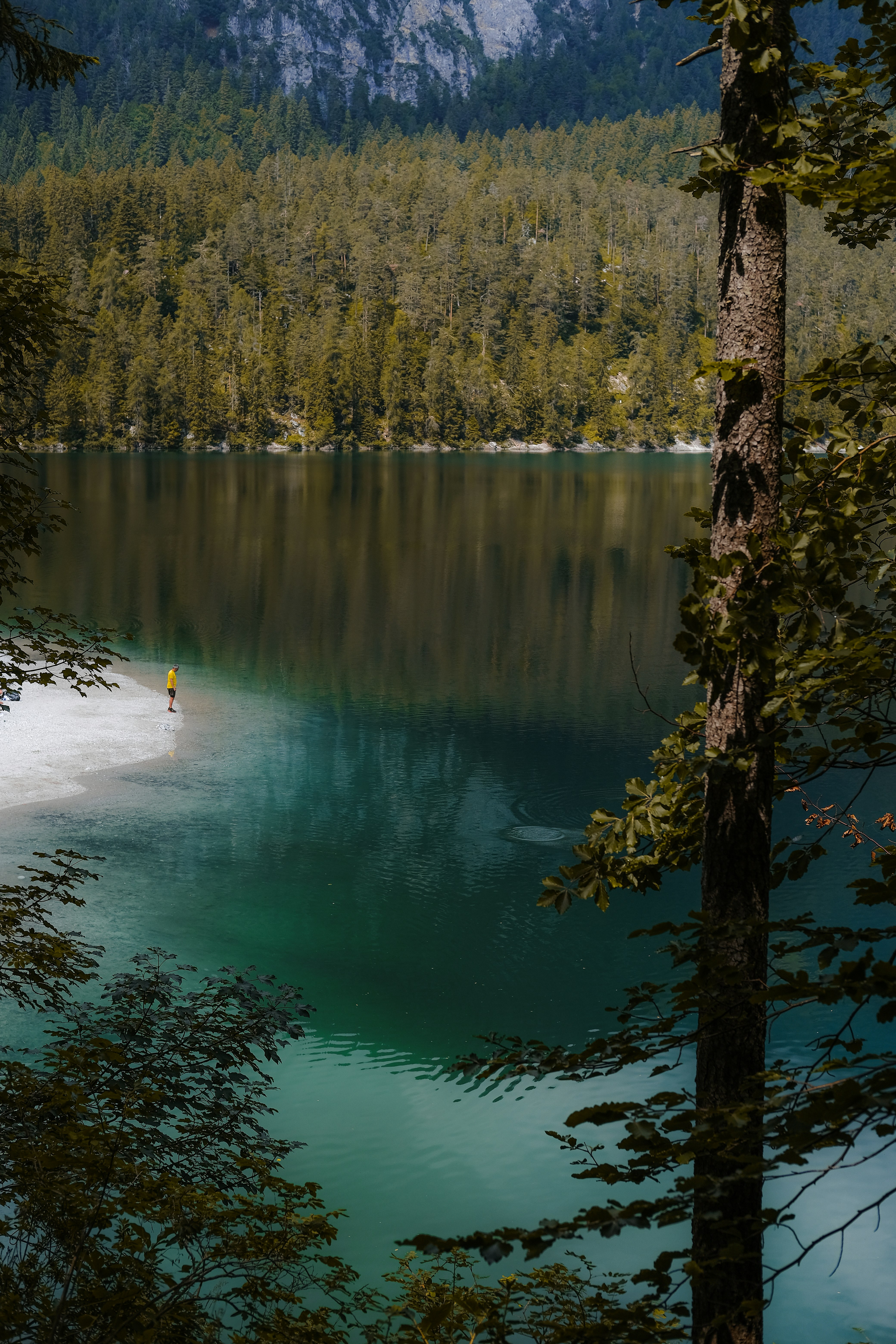 green trees beside lake during daytime