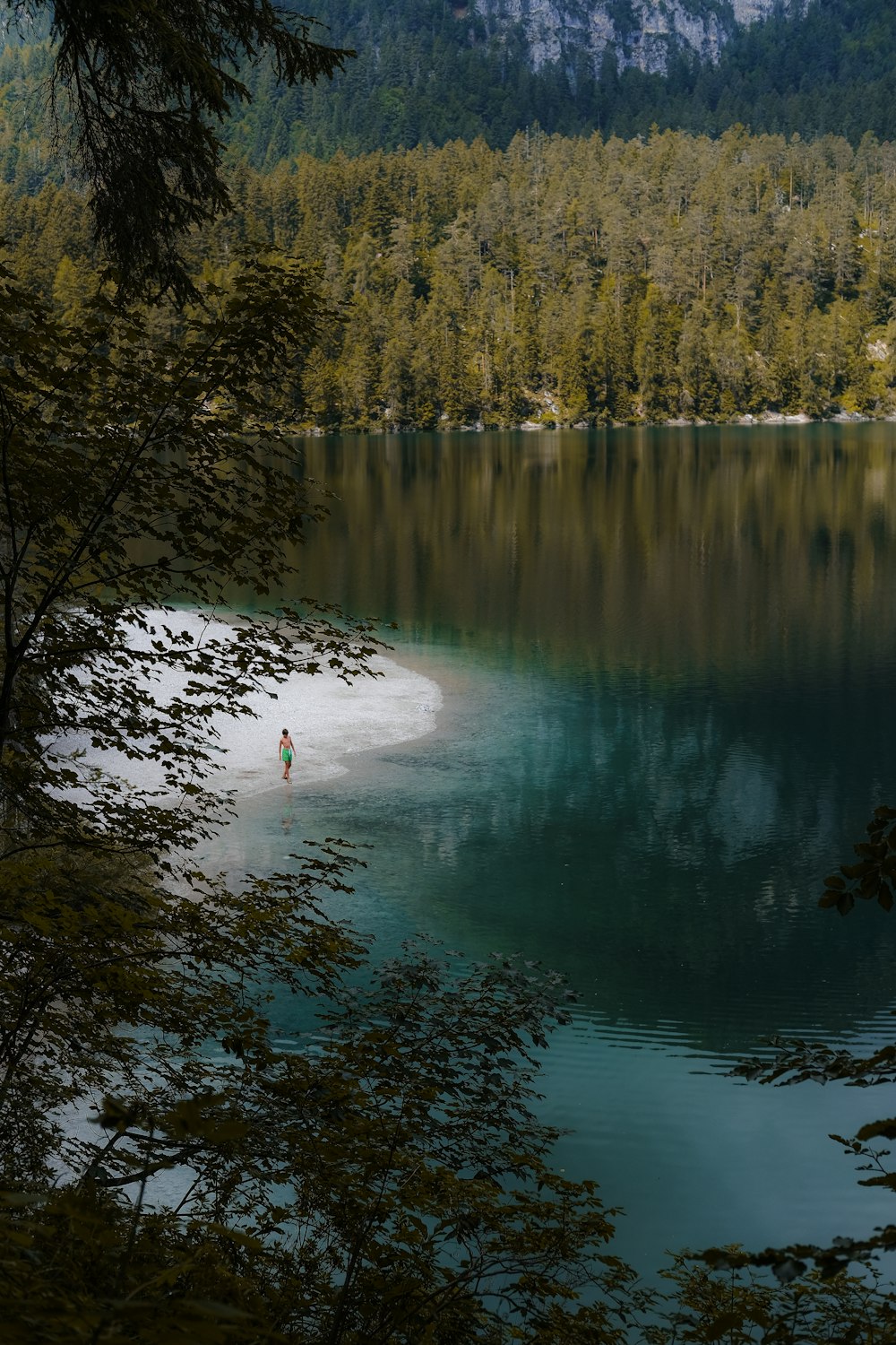 árboles verdes junto al lago durante el día