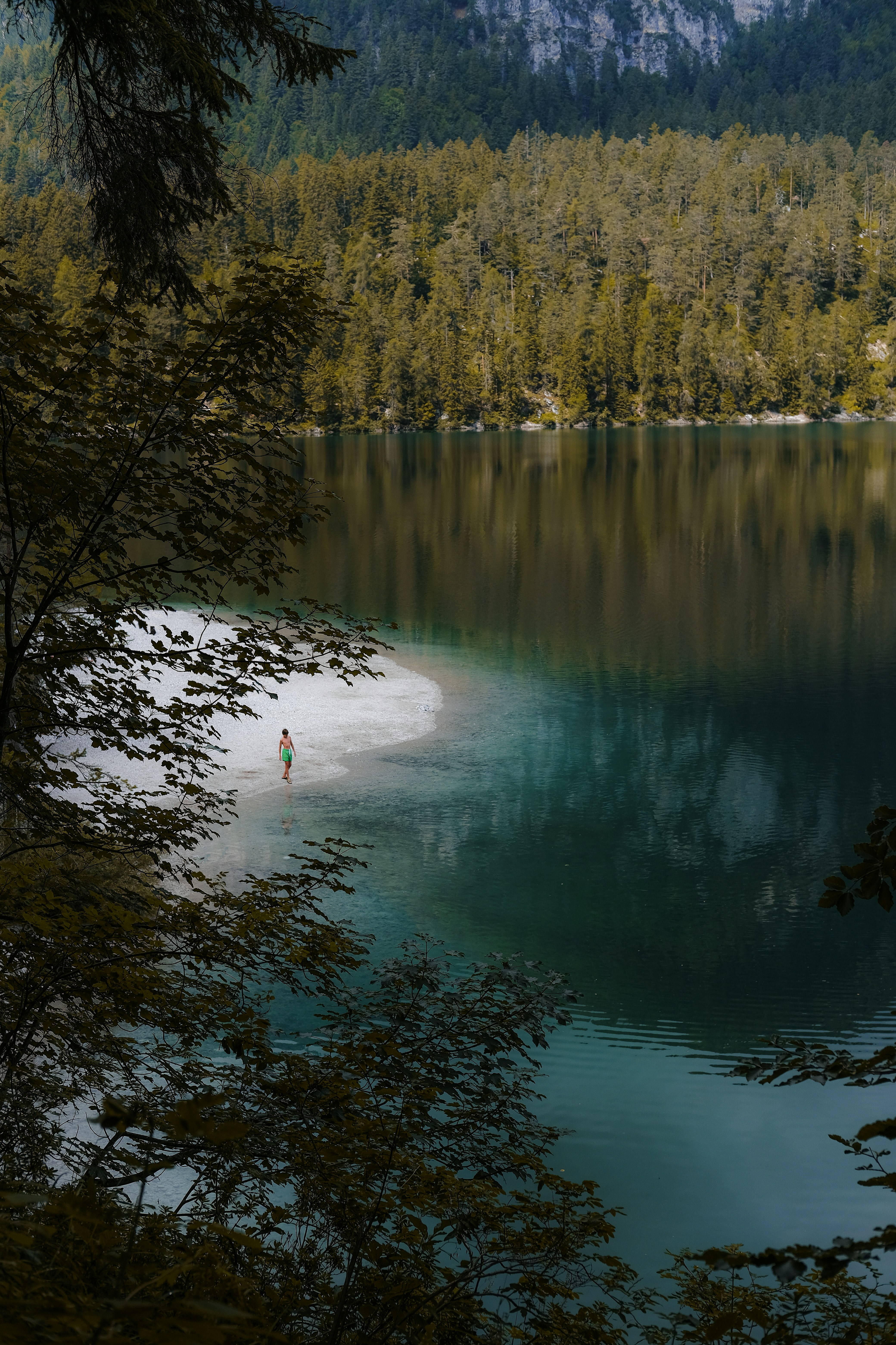 green trees beside lake during daytime