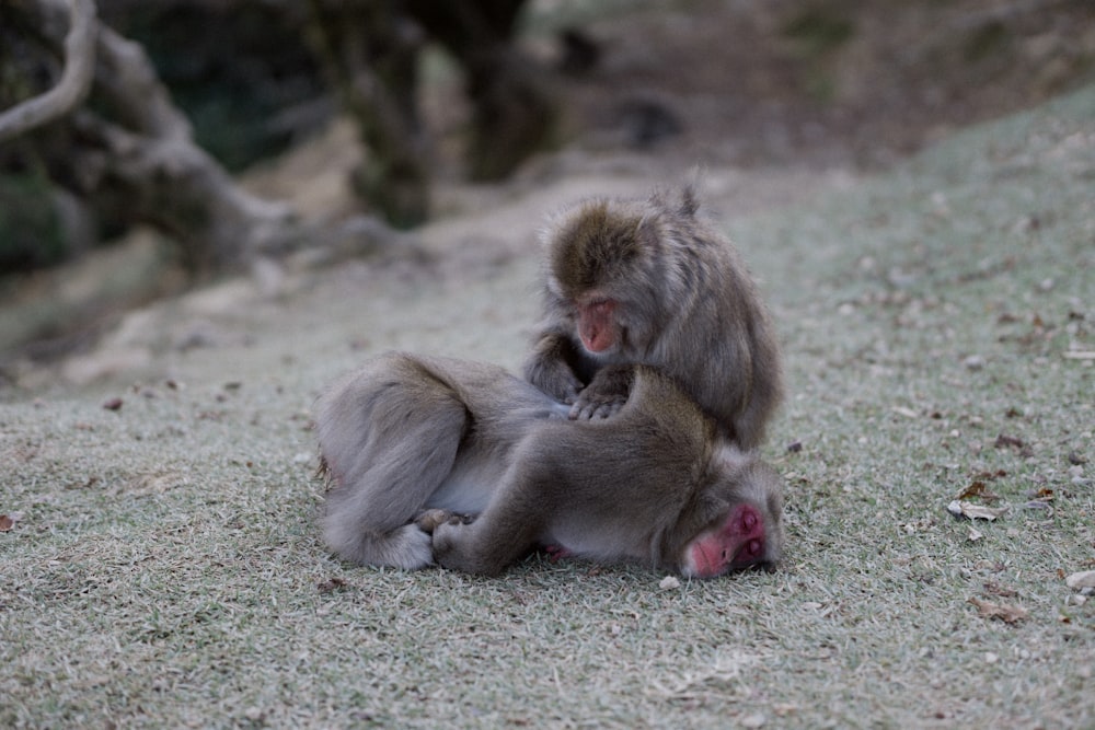 brown monkey sitting on ground during daytime