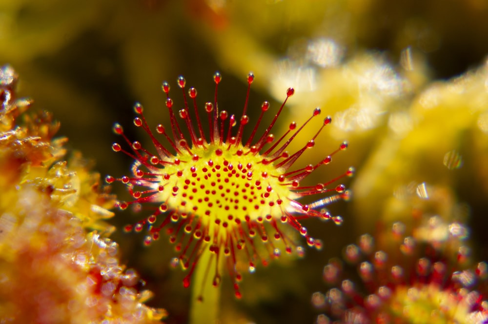 fleur rouge et jaune dans l’objectif macro