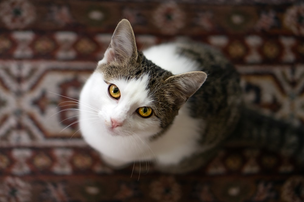 white and black cat on brown and black textile