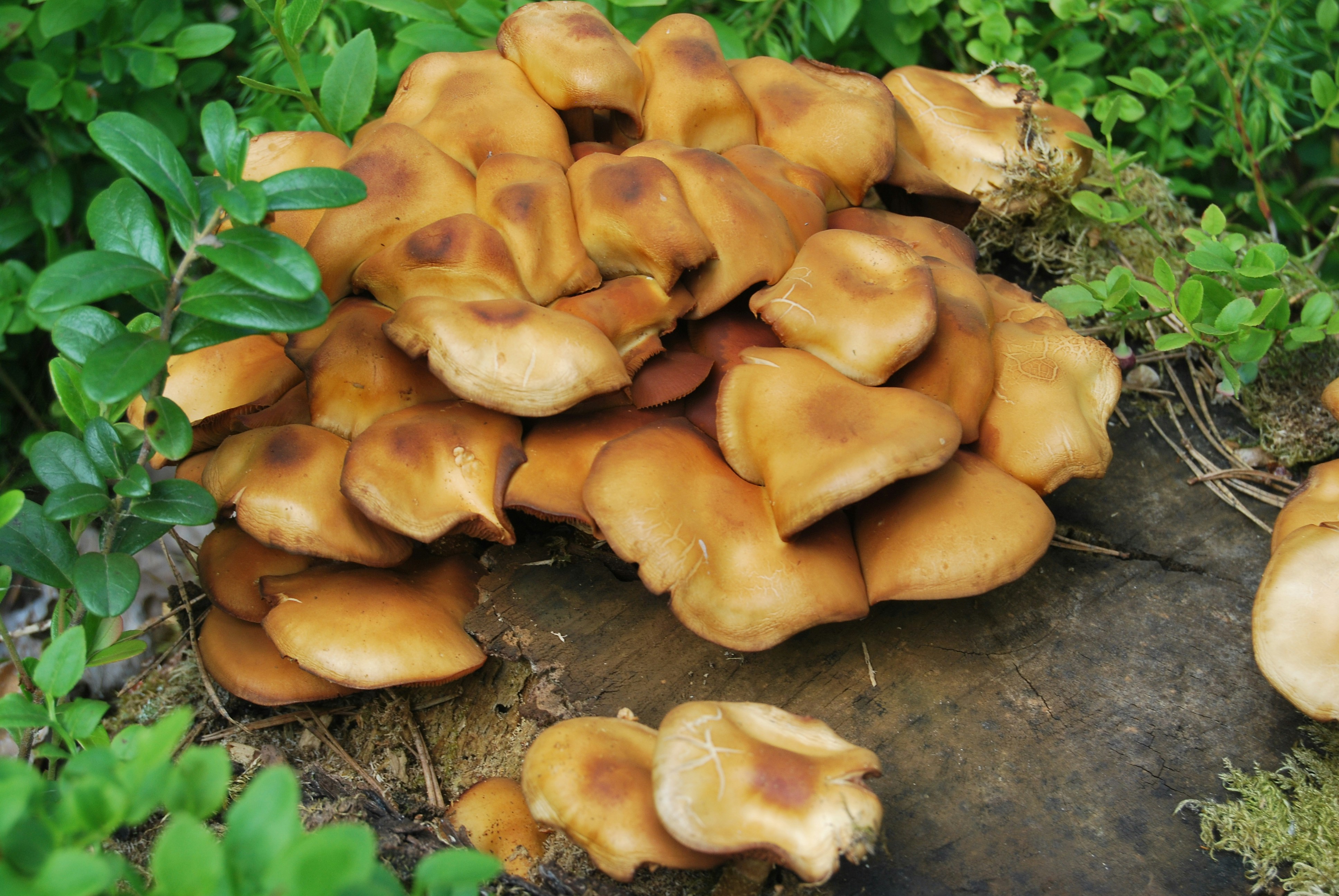 Photo by blueliqued12