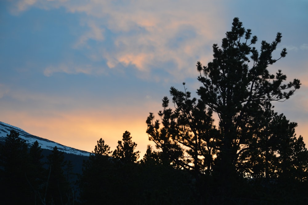 silhouette of trees during sunset