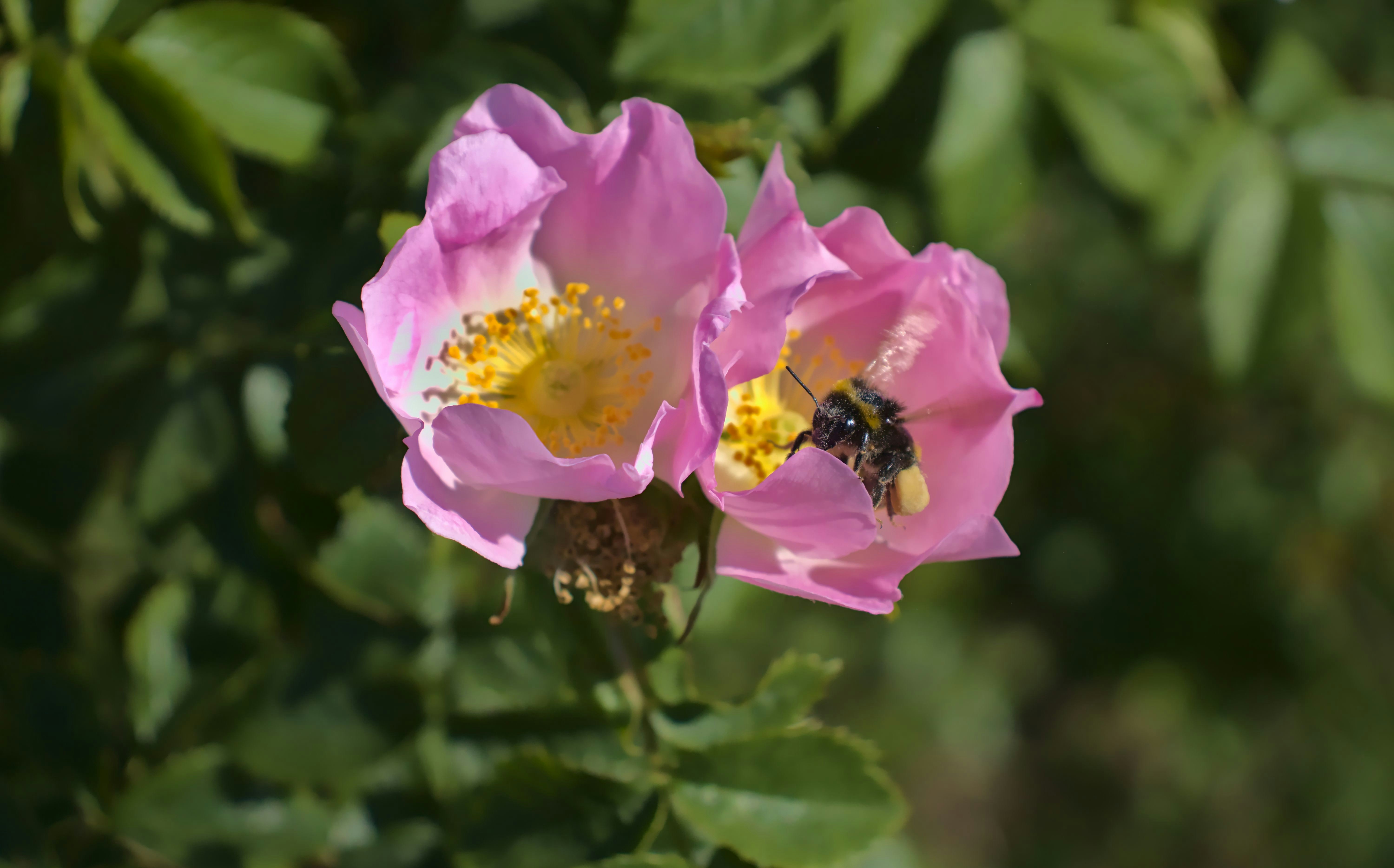 Photo by _asimrehman