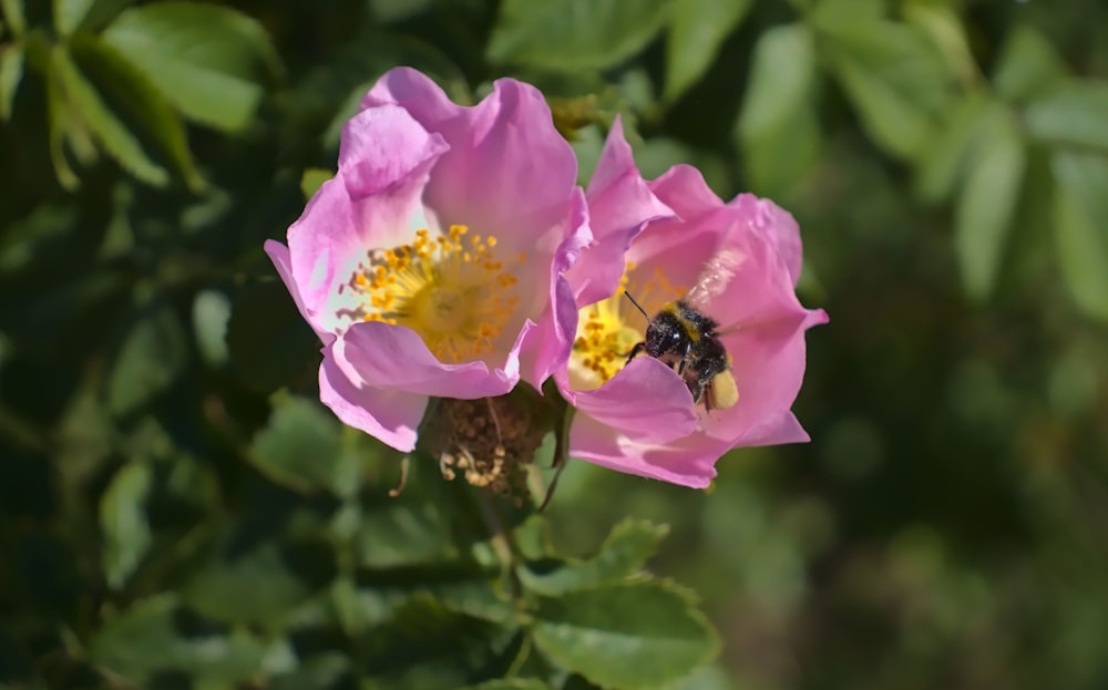 black and yellow bee on pink flower during daytime