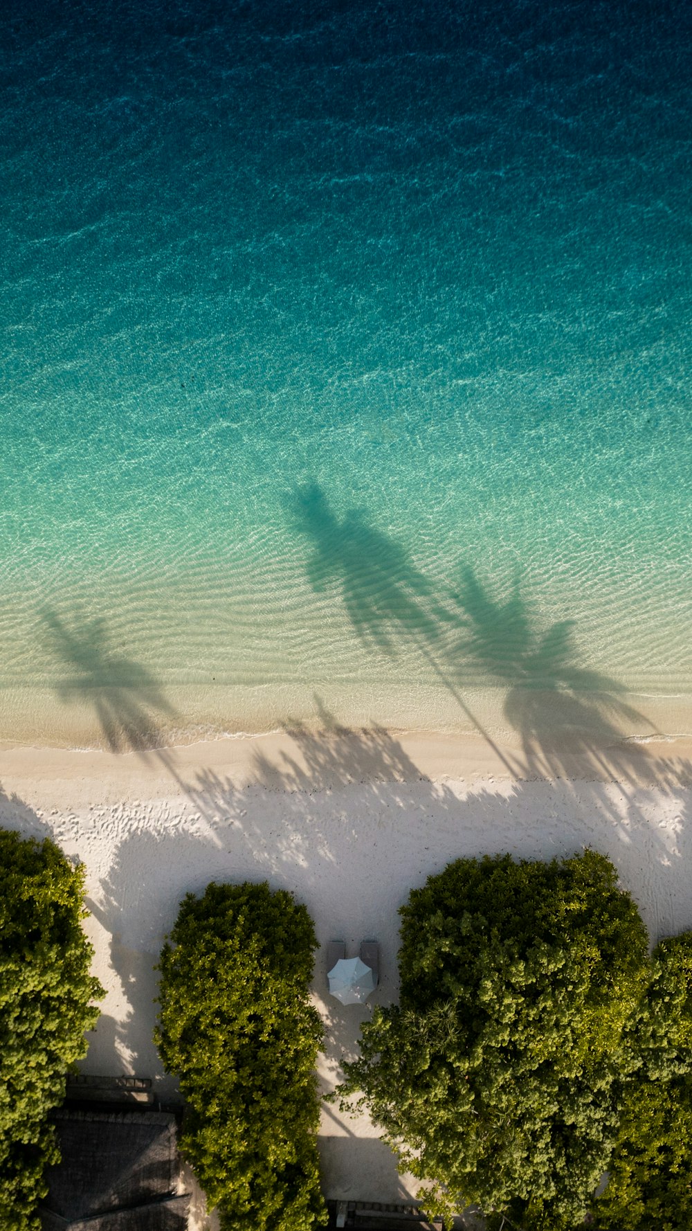 árvores verdes ao lado do mar azul durante o dia