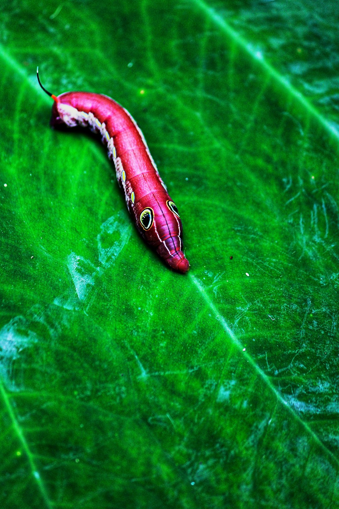 red and white caterpillar on green leaf