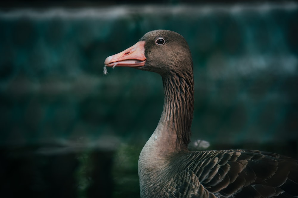 brown duck in close up photography