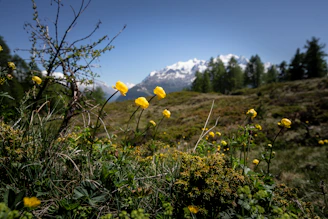 yellow flower on green grass field during daytime