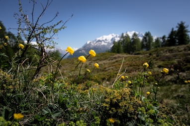 yellow flower on green grass field during daytime