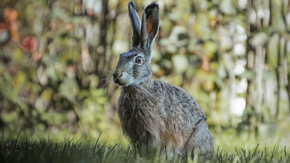 Graues Kaninchen auf grünem Gras tagsüber