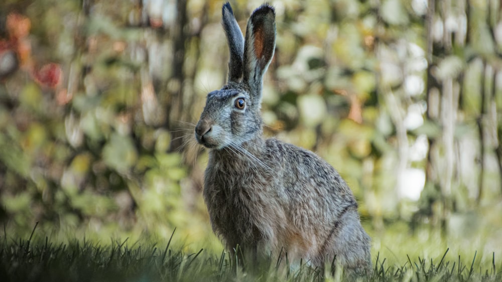 gray rabbit on green grass during daytime