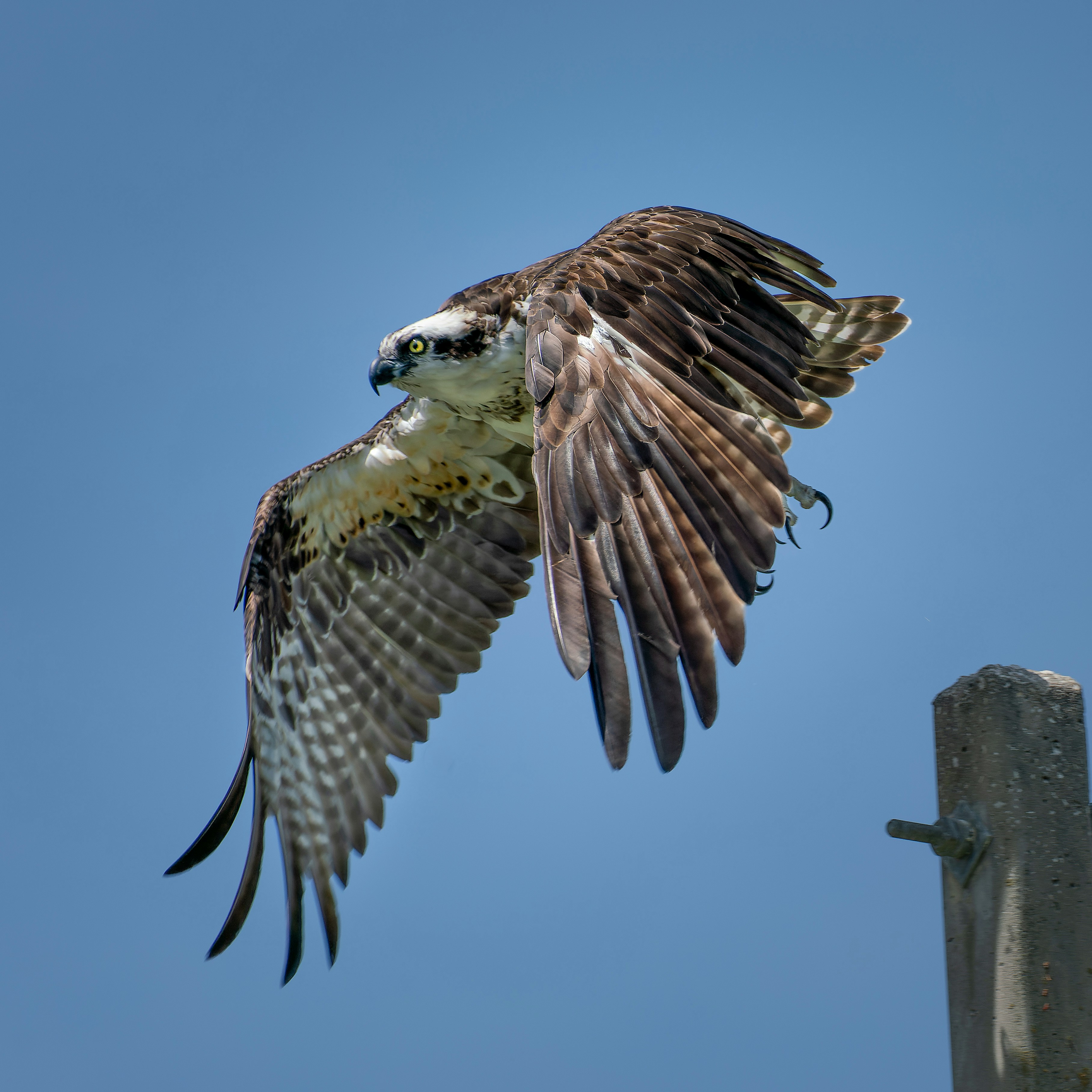 oiseau brun et blanc sur poteau en bois brun pendant la journée