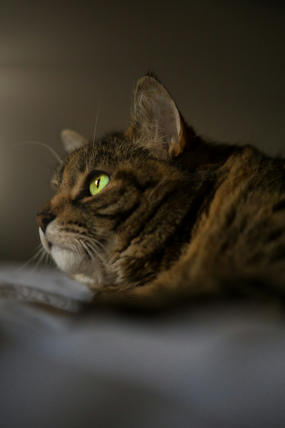 brown tabby cat on white textile