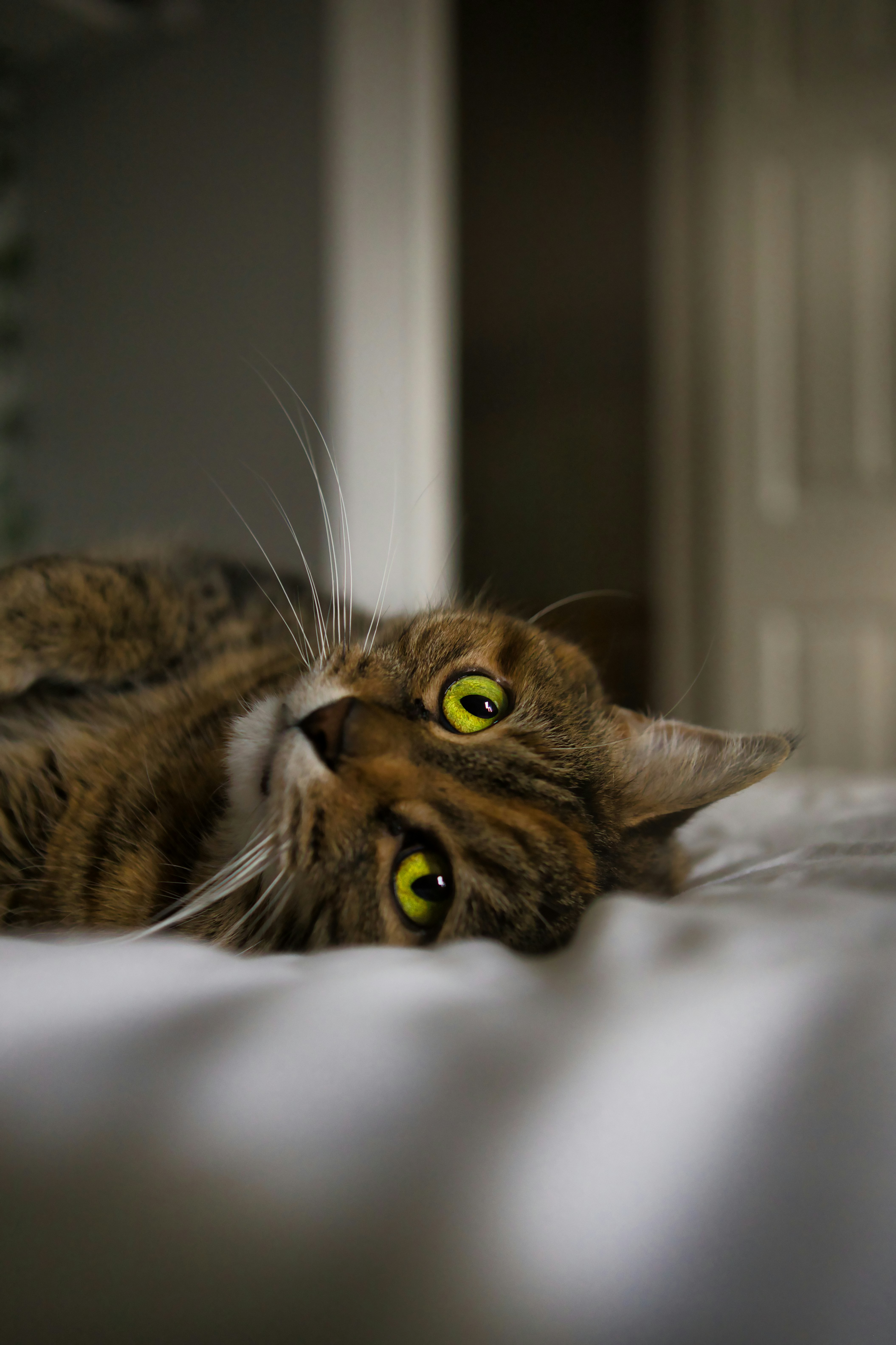 brown tabby cat on white textile