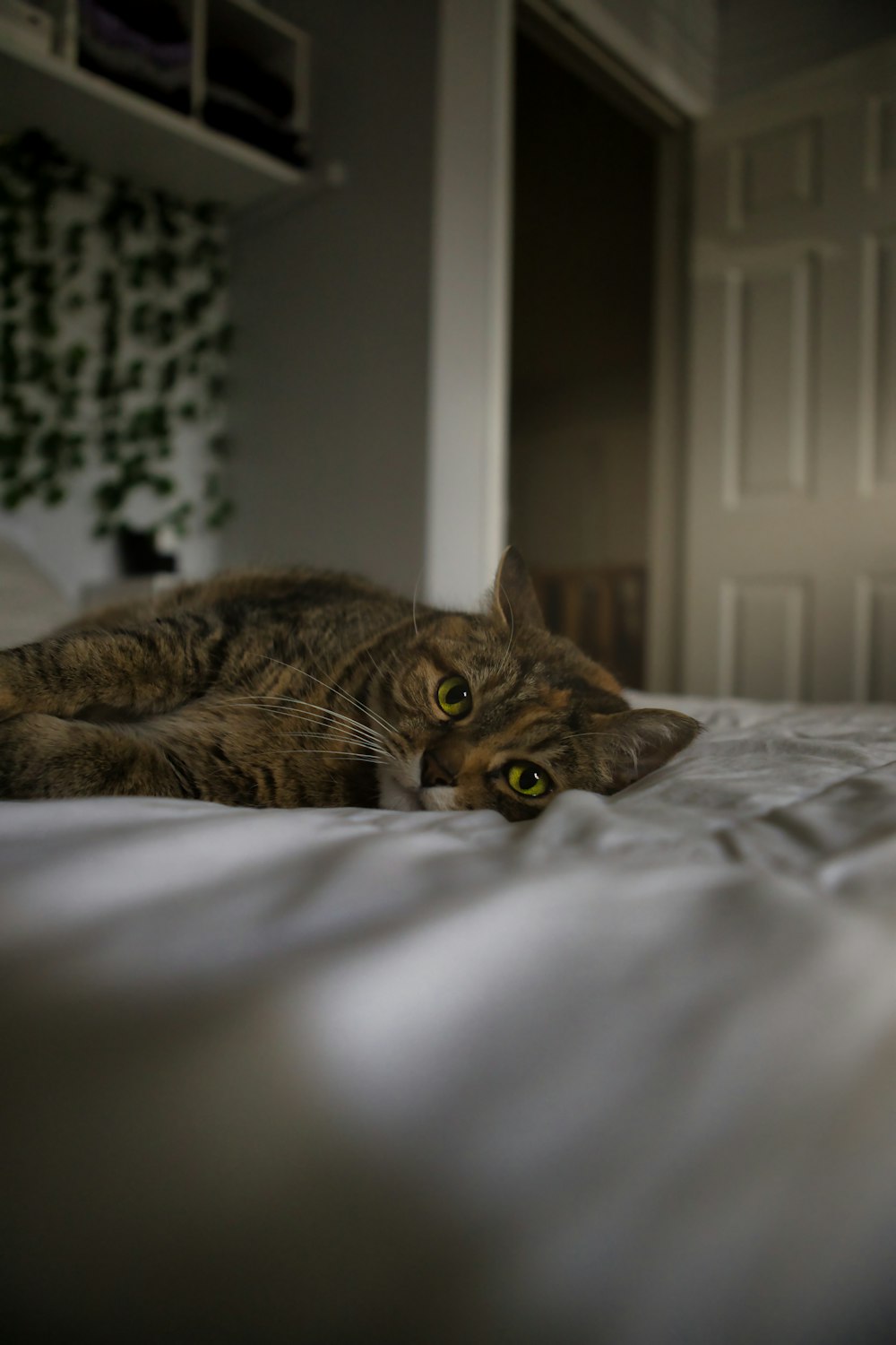 brown tabby cat on white bed
