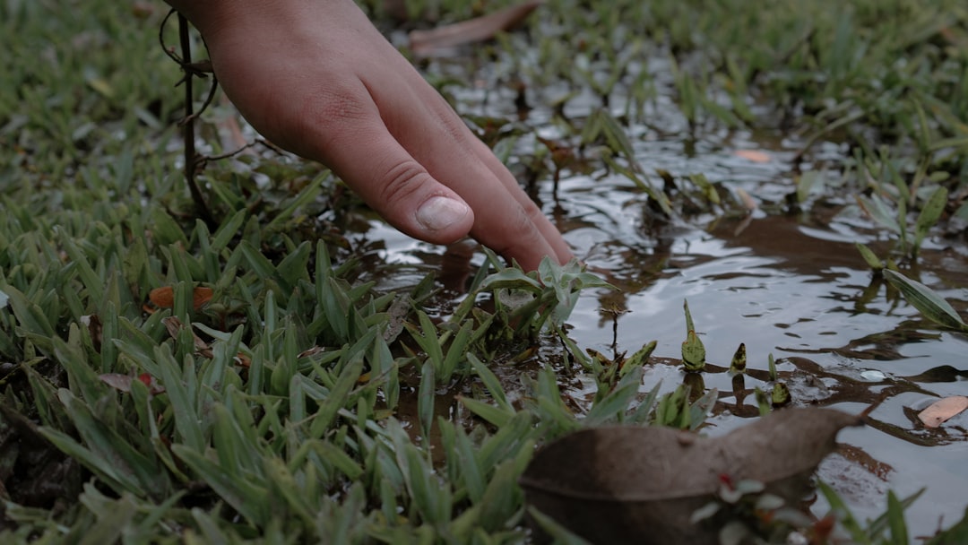 person holding green grass with water droplets