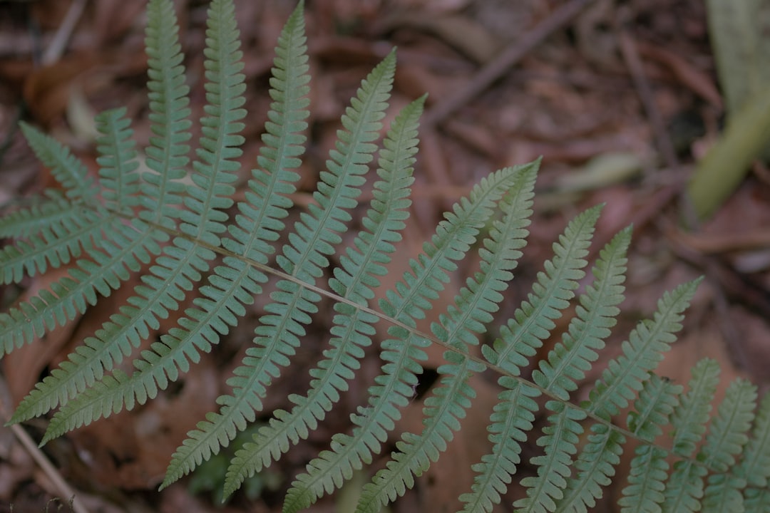 green plant in close up photography