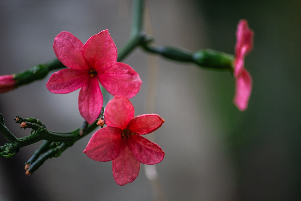 pink 5 petaled flower in bloom during daytime