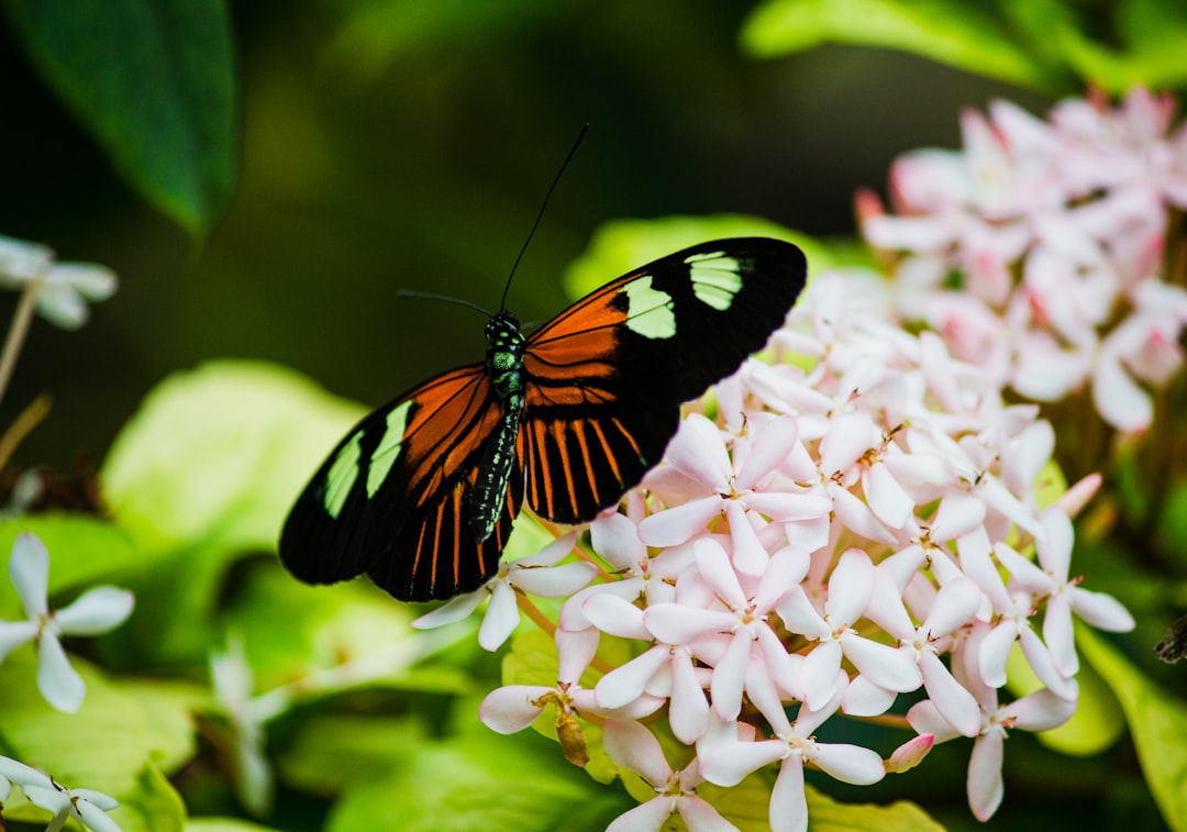 black and white butterfly perched on white flower in close up photography during daytime