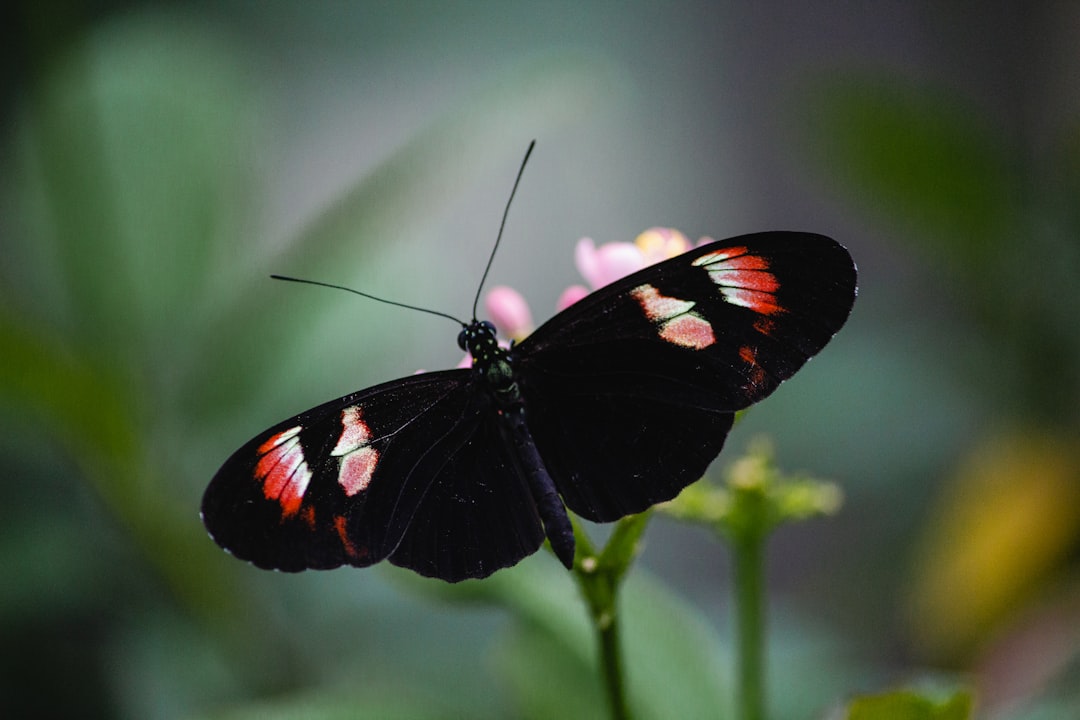 black white and red butterfly perched on green plant